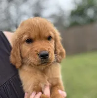 Mr Brown , a male Golden Retriever for sale in Austin, TX – Photo 3 of 5