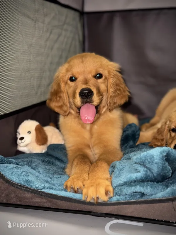 Mr Brown  – Golden Retriever puppy for sale in Austin, TX