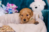 Mr Green (AKC Registered) , a male Golden Retriever for sale in Austin, TX – Photo 5 of 8