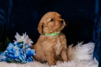 Mr Green (AKC Registered) , a male Golden Retriever for sale in Austin, TX – Photo 3 of 8