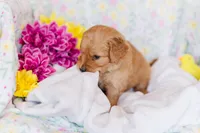 Mr Green (AKC Registered) , a male Golden Retriever for sale in Austin, TX – Photo 6 of 8