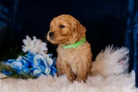 Mr Green (AKC Registered) , a male Golden Retriever for sale in Austin, TX – Photo 4 of 8