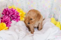 Mr Green (AKC Registered) , a male Golden Retriever for sale in Austin, TX – Photo 7 of 8