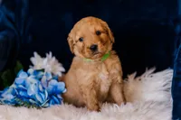 Mr Green (AKC Registered) , a male Golden Retriever for sale in Austin, TX – Photo 1 of 8