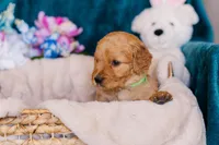 Mr Green (AKC Registered) , a male Golden Retriever for sale in Austin, TX – Photo 8 of 8