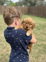 Miss Pink, a female Golden Retriever for sale in Austin, TX – Photo 2 of 2