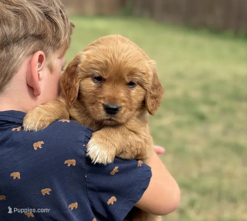 Miss Pink – Golden Retriever puppy for sale in Austin, TX