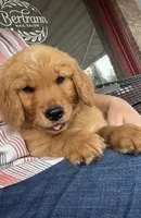 Mr Teal, a male Golden Retriever for sale in Austin, TX – Photo 1 of 2