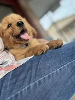 Mr Teal, a male Golden Retriever for sale in Austin, TX – Photo 2 of 2