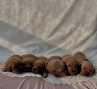 Lady/Goose , a female Golden Retriever for sale in Austin, TX – Photo 3 of 3