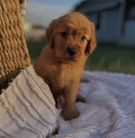Lady/Goose , a female Golden Retriever for sale in Austin, TX – Photo 2 of 3