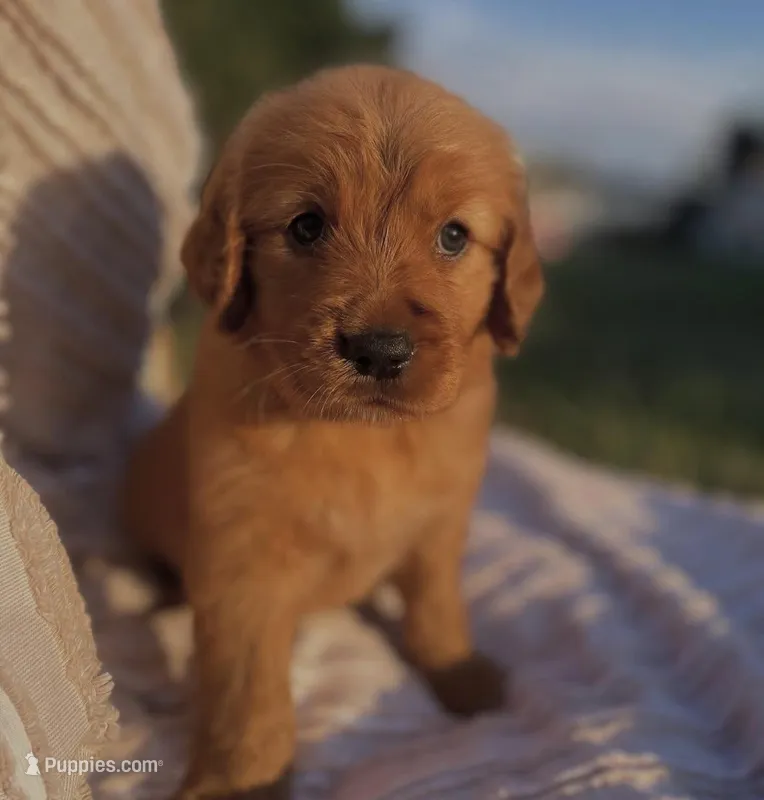 Lady/Goose  – Golden Retriever puppy for sale in Austin, TX