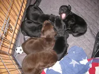 Bear, a male Labrador Retriever for sale in Newark Valley, NY – 4 of 4