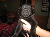 Bear, a male Labrador Retriever for sale in Newark Valley, NY – 3 of 4