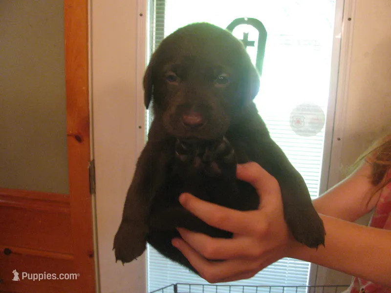 Ronaldo – Labrador Retriever puppy for sale in Newark Valley, NY