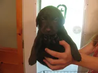 Ronaldo, a male Labrador Retriever for sale in Newark Valley, NY – 1 of 3