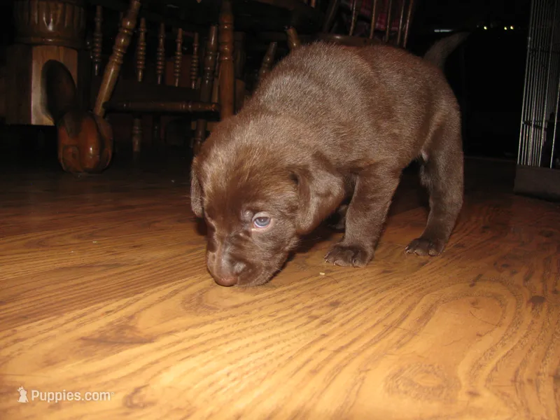 Fred – Labrador Retriever puppy for sale in Newark Valley, NY