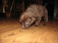 Fred, a male Labrador Retriever for sale in Newark Valley, NY – 1 of 2