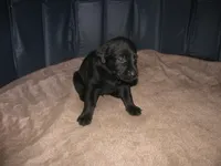 Cleo, a female Labrador Retriever for sale in Newark Valley, NY – 3 of 3