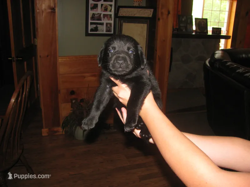 Bear – Labrador Retriever puppy for sale in Newark Valley, NY