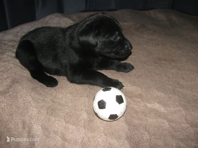 Cleo – Labrador Retriever puppy for sale in Newark Valley, NY