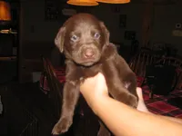 Cooper, a male Labrador Retriever for sale in Newark Valley, NY – 1 of 5