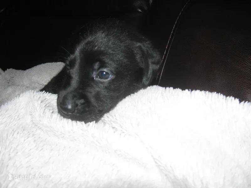 Houdini – Labrador Retriever puppy for sale in Newark Valley, NY