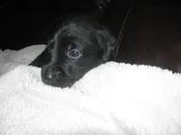 Houdini, a male Labrador Retriever for sale in Newark Valley, NY – 1 of 3