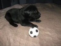 Houdini, a male Labrador Retriever for sale in Newark Valley, NY – 2 of 3