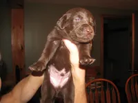 Fred, a male Labrador Retriever for sale in Newark Valley, NY – 2 of 2
