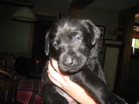 Cleo, a female Labrador Retriever for sale in Newark Valley, NY – 2 of 3