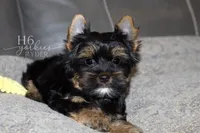 Ryder, a male Yorkshire Terrier for sale in Austin, TX – Photo 2 of 5