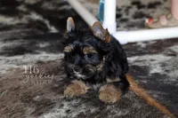 Ryder, a male Yorkshire Terrier for sale in Austin, TX – Photo 5 of 5