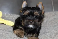 Ryder, a male Yorkshire Terrier for sale in Austin, TX – Photo 3 of 5