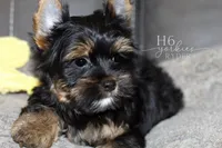Ryder, a male Yorkshire Terrier for sale in Austin, TX – Photo 4 of 5