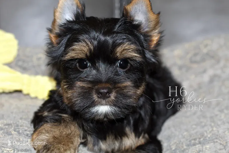 Ryder – Yorkshire Terrier puppy for sale in Austin, TX