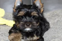 Ryder, a male Yorkshire Terrier for sale in Austin, TX – Photo 1 of 5