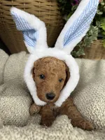 Willie, a male Double Doodle for sale in San Antonio, TX – Photo 4 of 4