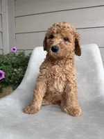 Willie, a male Double Doodle for sale in San Antonio, TX – Photo 2 of 4