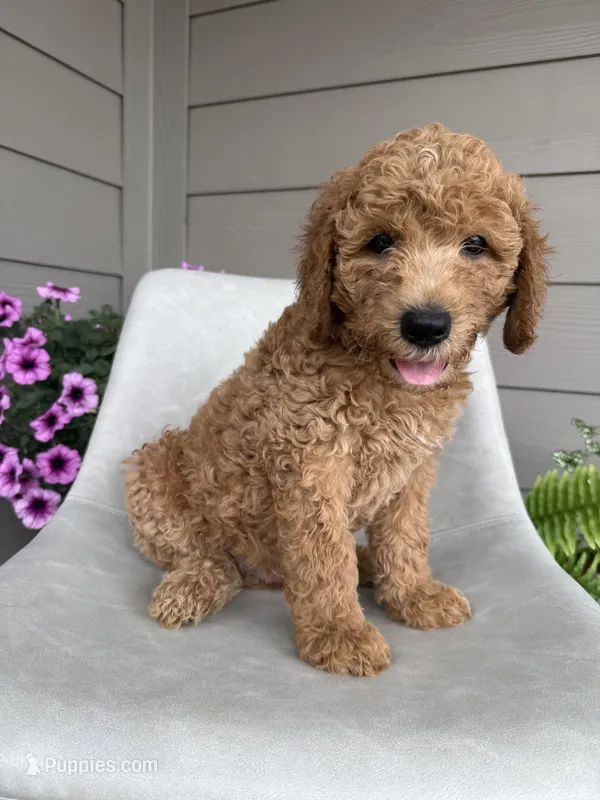 Willie – Double Doodle puppy for sale in San Antonio, TX