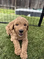 Willie, a male Double Doodle for sale in San Antonio, TX – Photo 3 of 4