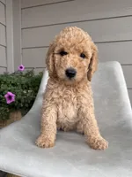 Waylon, a male Double Doodle for sale in San Antonio, TX – Photo 3 of 4