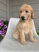 Waylon, a male Double Doodle for sale in San Antonio, TX – Photo 1 of 4