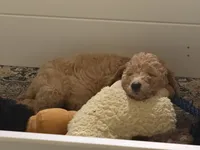 Waylon, a male Double Doodle for sale in San Antonio, TX – Photo 2 of 4