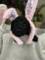Wynona, a female Double Doodle for sale in San Antonio, TX – Photo 4 of 4