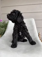 Wynona, a female Double Doodle for sale in San Antonio, TX – Photo 2 of 4