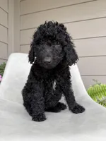 Wynona, a female Double Doodle for sale in San Antonio, TX – Photo 1 of 4