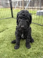 Wynona, a female Double Doodle for sale in San Antonio, TX – Photo 3 of 4