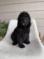 Cash, a male Double Doodle for sale in San Antonio, TX – Photo 4 of 4