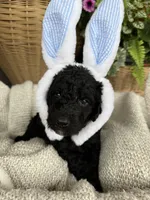 Cash, a male Double Doodle for sale in San Antonio, TX – Photo 3 of 4